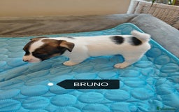 Jack Russell dogs for sale: Jack Russell puppies,Parents reg.Kennel club, - Image 17