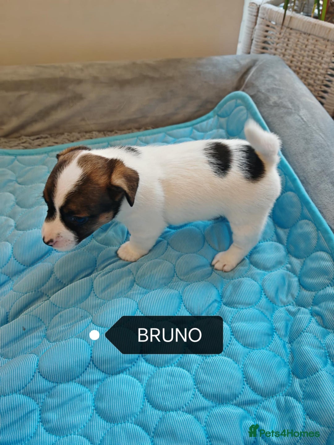 Jack Russell dogs for sale: Jack Russell puppies,Parents reg.Kennel club, - Image 17