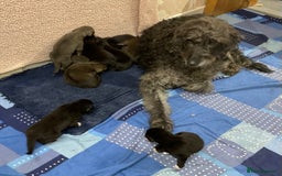 Mixed Breed dogs for sale: WOLFADOODLE F1B REVERSE. IRISH WOLFHOUND X  - Advert 2