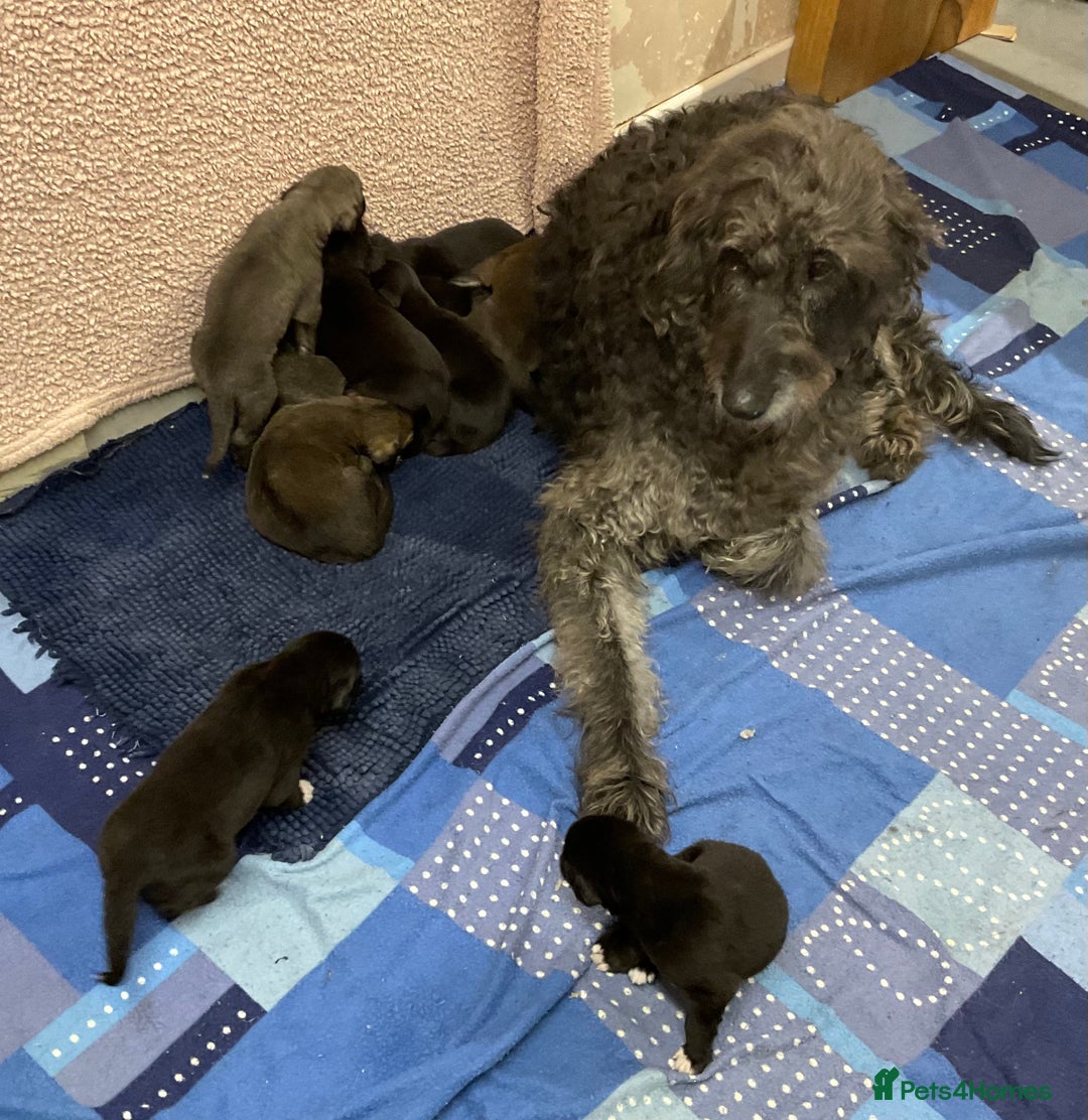 Mixed Breed dogs for sale: WOLFADOODLE F1B REVERSE. IRISH WOLFHOUND X  - Advert 2