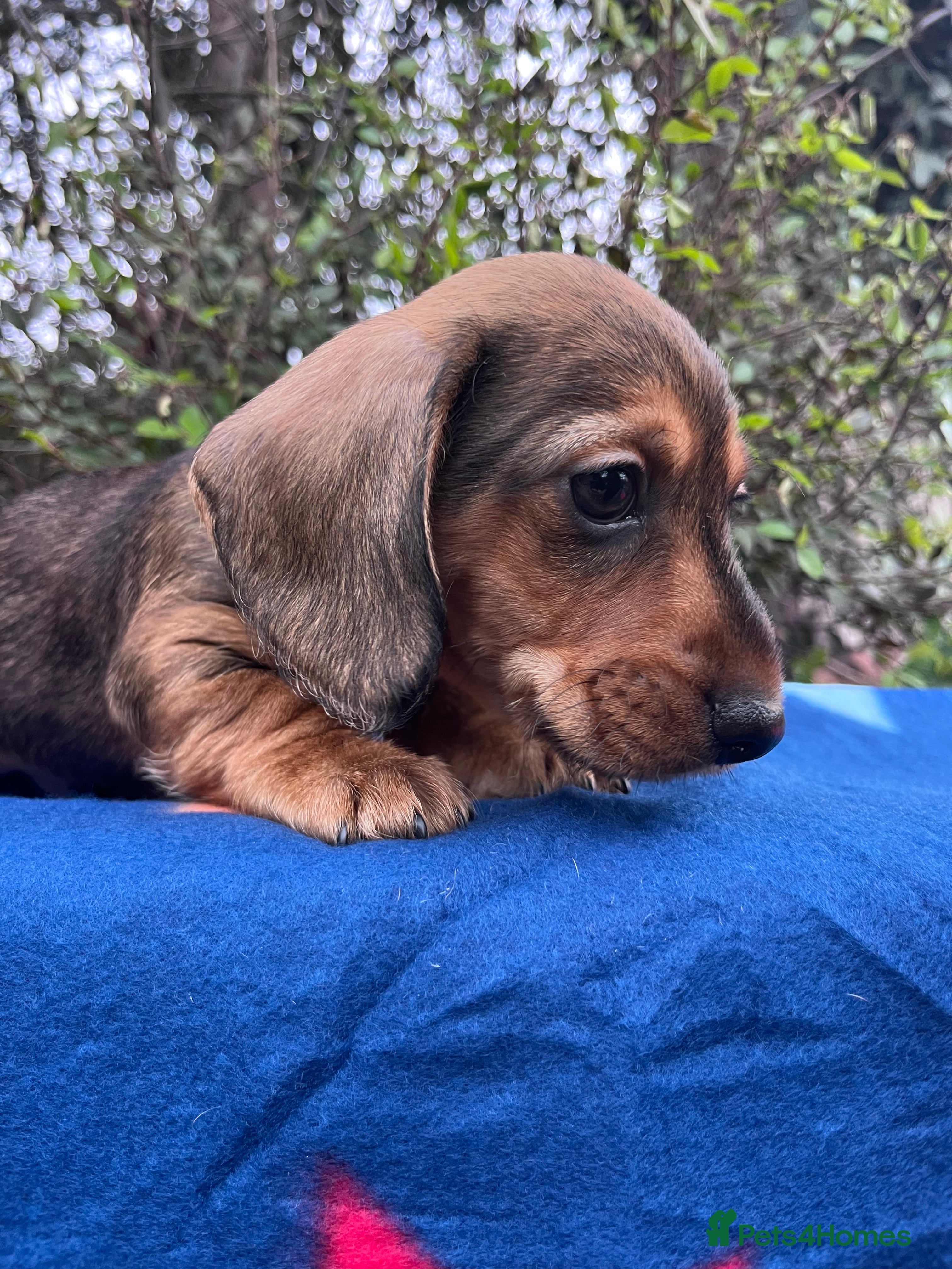 Miniature Dachshund dogs Health tested KC Miniature Wire Dachshunds - Advert 5