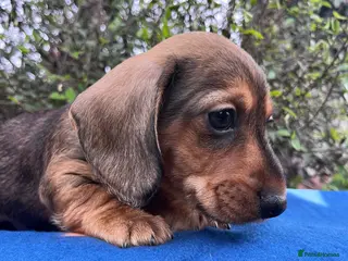 Miniature Dachshund dogs Health tested KC Miniature Wire Dachshunds - Advert 5