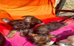 Chorkie dogs for sale: 9 weeks old puppies Yorkshire terrier chihuahuas - Image 11
