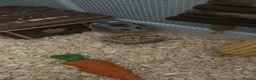 Hamster rodents for sale: Syrian hamster female  in Nuneaton - Advert 3
