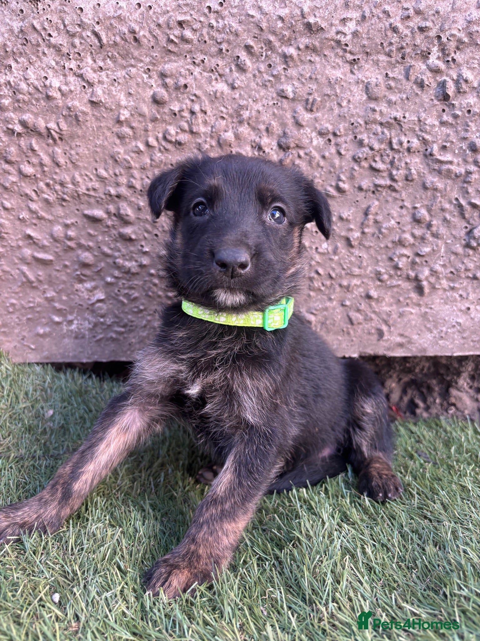 German Shepherd dogs Dutch X German Shepherd pups - Advert 17