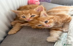 Persian cats for sale: Ginger boys 💚 - Image 9