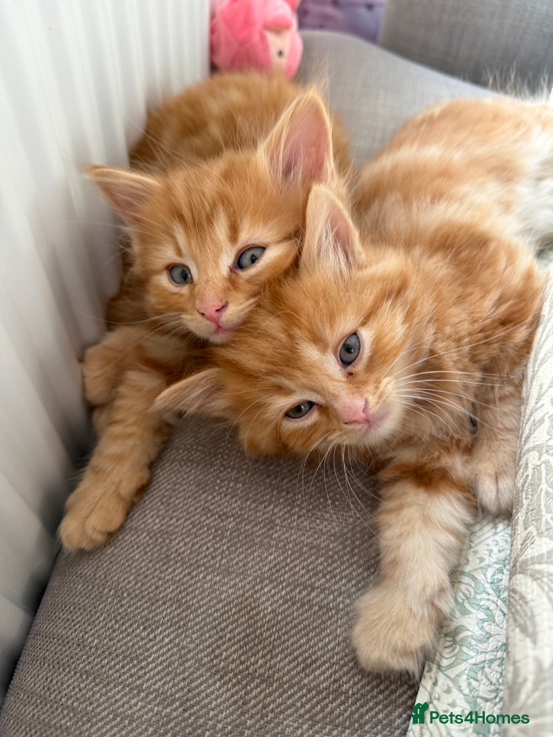Persian cats for sale: Ginger boys 💚 - Image 9