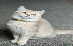 British Shorthair cats for sale: Adorable BSH kittens golden TiCA/ GCCF - Image 19