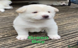 Japanese Akita Inu dogs for sale: Beautiful Japanese Akita Inu Puppies 2boys/2girls - Image 7