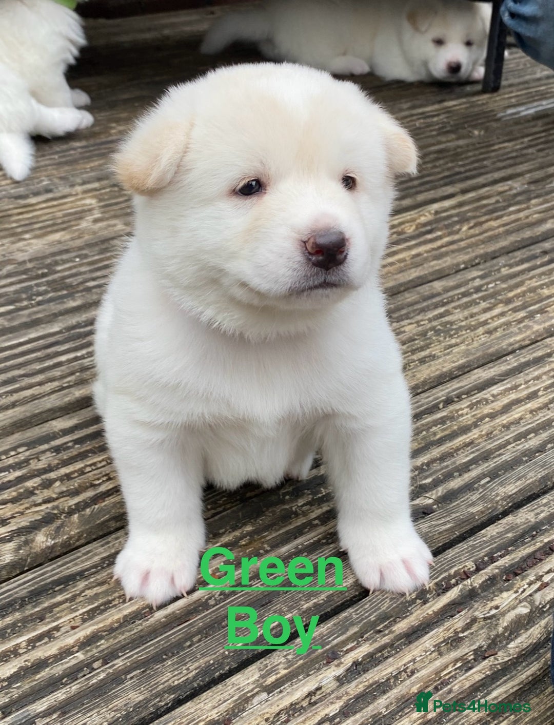 Japanese Akita Inu dogs for sale: Beautiful Japanese Akita Inu Puppies 2boys/2girls - Image 7