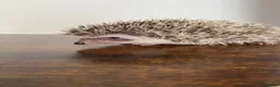 Pygmy Hedgehog rodents for sale: Ready now - Female Pygmy Hedgehog - Advert 7