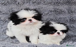 Japanese Chin dogs for sale: female - Image 11
