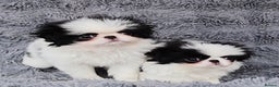 Japanese Chin dogs for sale: female - Advert 12