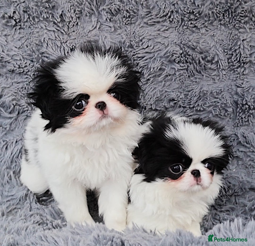 Japanese Chin dogs for sale: female - Image 11