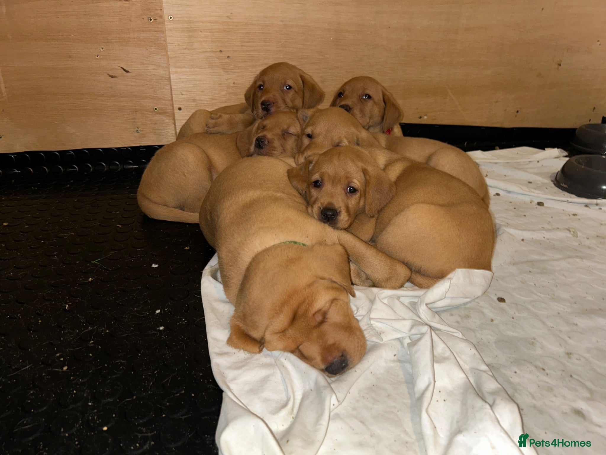 Labrador Retriever dogs Gorgeous KC Registered Fox Red Labradors  - Advert 8