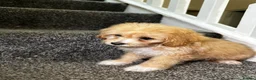 Maltipoo dogs for sale: 7 precious puppies looking for their forever homes - Advert 14