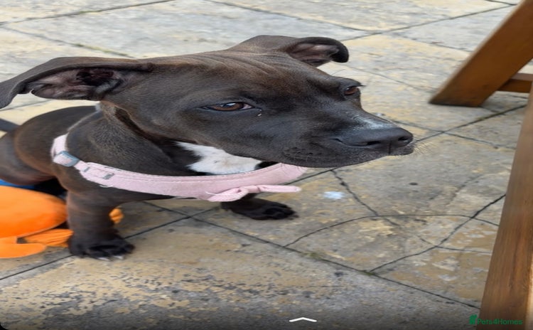 Staffordshire Bull Terrier dogs - Advert 2