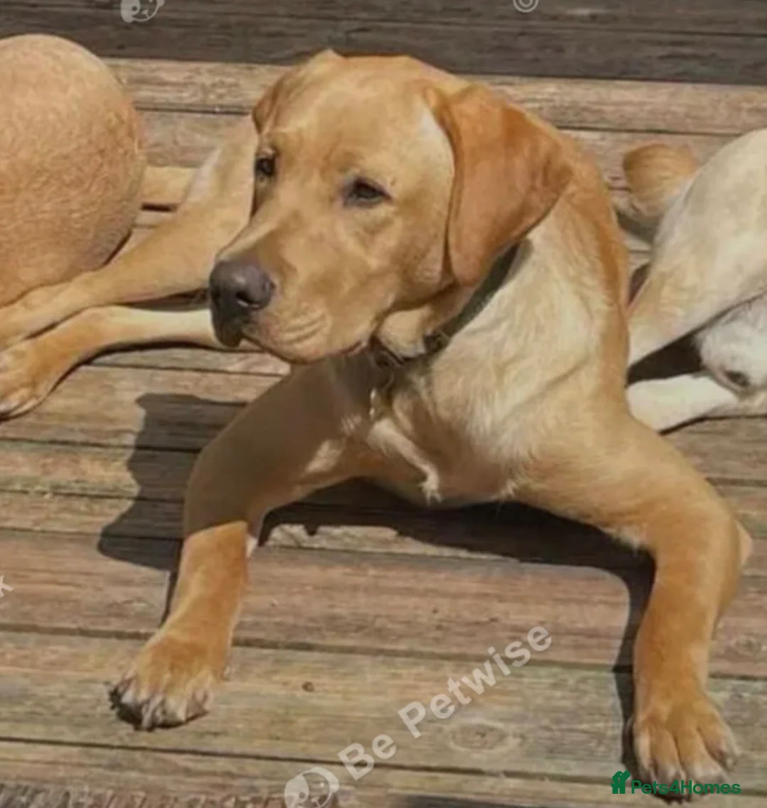 Goldador dogs for sale: Ready 3rd feb - Advert 7