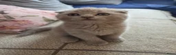 British Shorthair cats for sale: Kittens lilac and blue boys, shorthair, longhair  - Advert 20