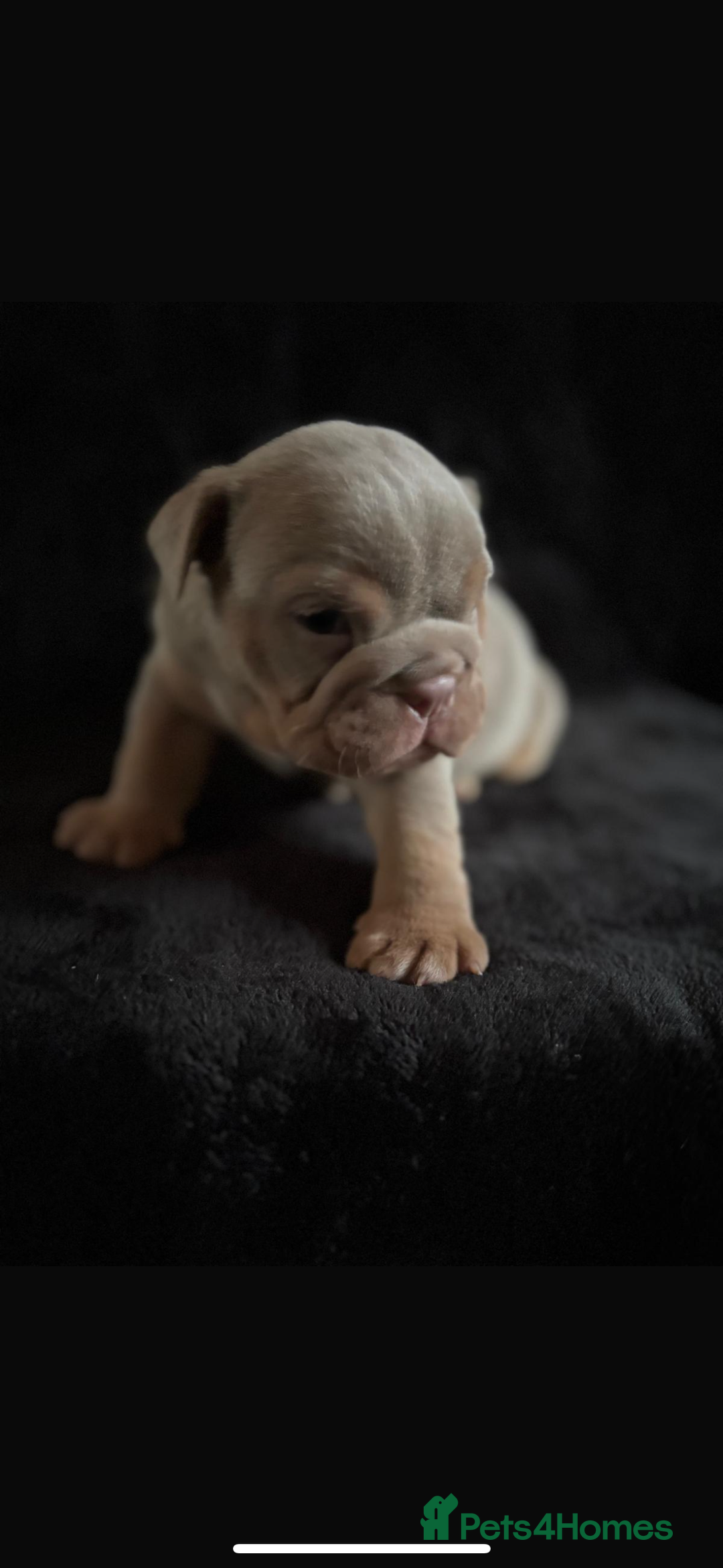 English Bulldog dogs for sale: 2 English bulldog 'lilac' puppies READY 8TH DEC 25 - Advert 38