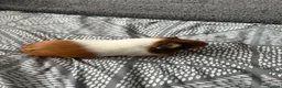 Guinea Pig rodents for sale: Male guinea pigs  - Advert 3
