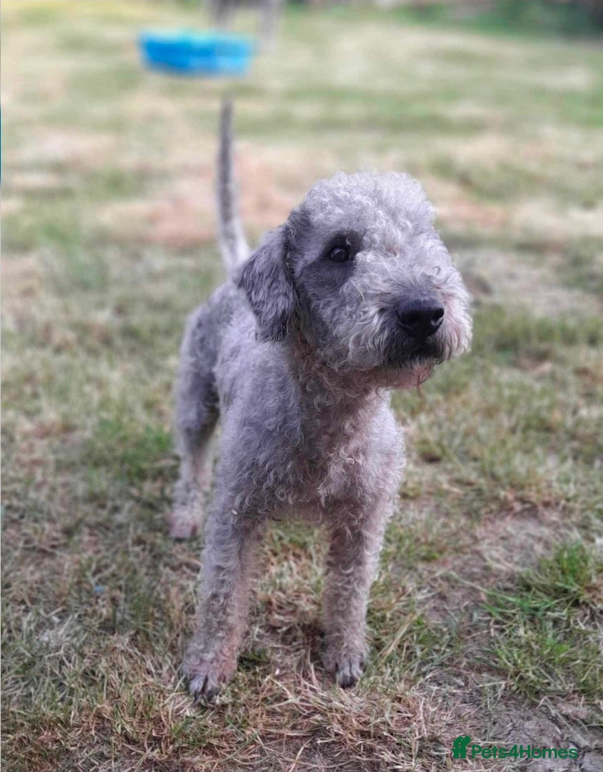 Bedlington Terrier dogs Bedlington terrier puppy - Advert 2