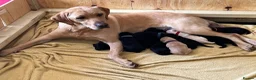 Labrador Retriever dogs for sale: Kc reg health tested Labrador pups  in Bideford - Advert 1