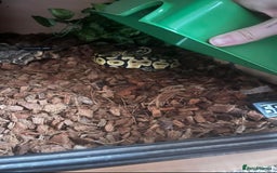 Python Snake reptiles for sale: Female normal morph ball python - Image 2