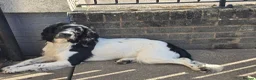 English Springer Spaniel dogs for stud: Black and white springer spaniel for stud  - Advert 3