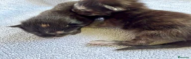 Maine Coon 1