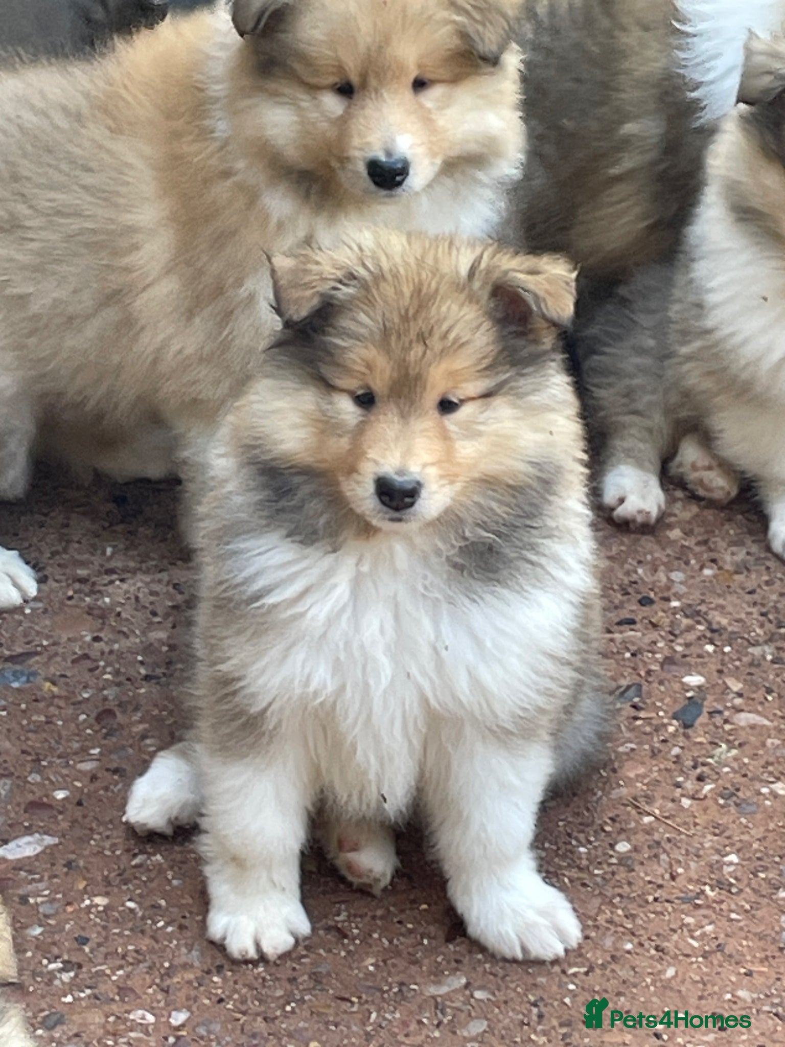 Rough Collie dogs KC Registered sable and White male puppy - Advert 1