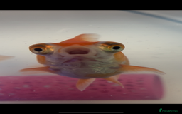 Goldfish fish for sale: Gold fish and telescope gold fish  - Image 4