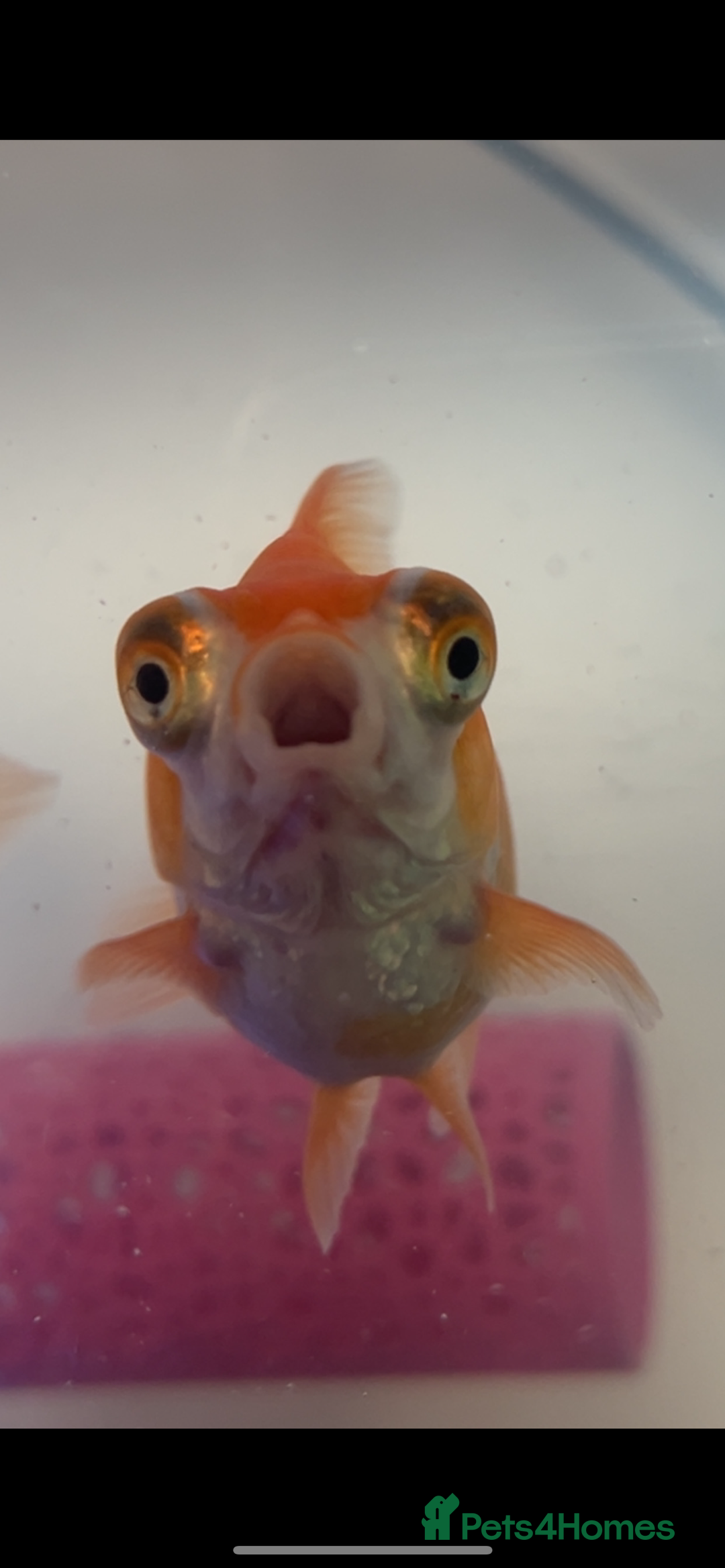 Goldfish fish for sale: Gold fish and telescope gold fish  - Image 4
