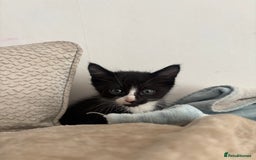 Mixed Breed cats for sale: 5 Beautiful Kittens - Image 6