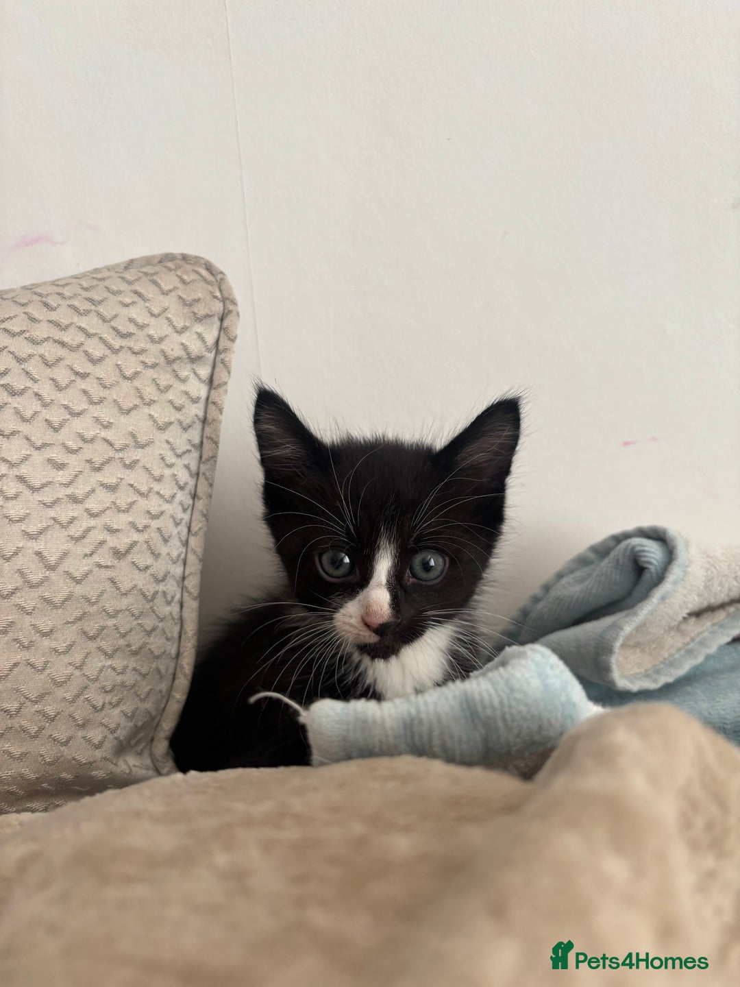 Mixed Breed cats for sale: 5 Beautiful Kittens - Image 6