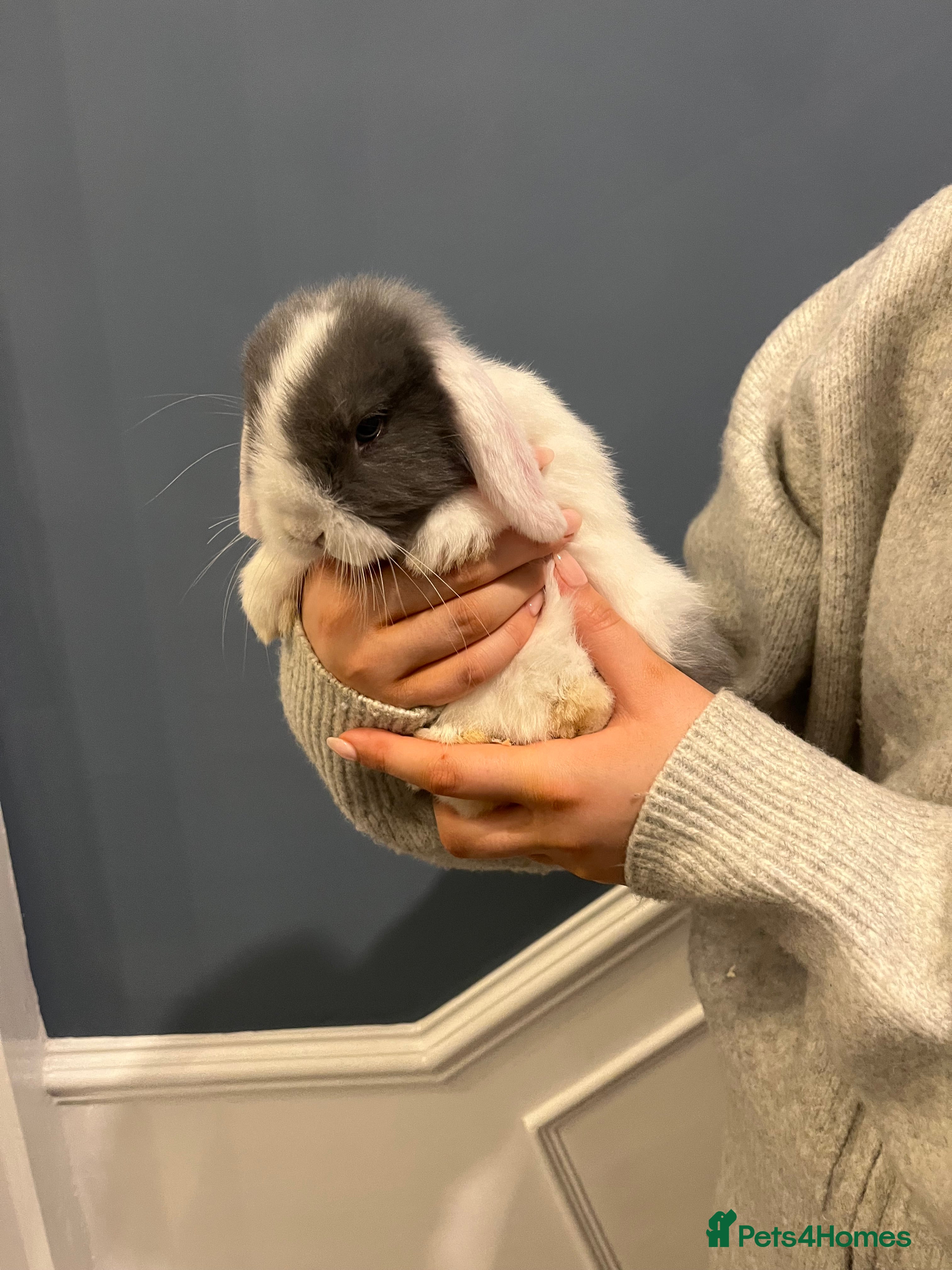 Mini Lop rabbits Baby Mini Lops - Advert 4