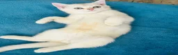 Scottish Fold cats for sale:  Kittens Ready for Their Forever Homes - Advert 14