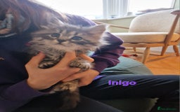 Siberian cats for sale: Siberian kittens GCCF registered, champion lines - Image 4