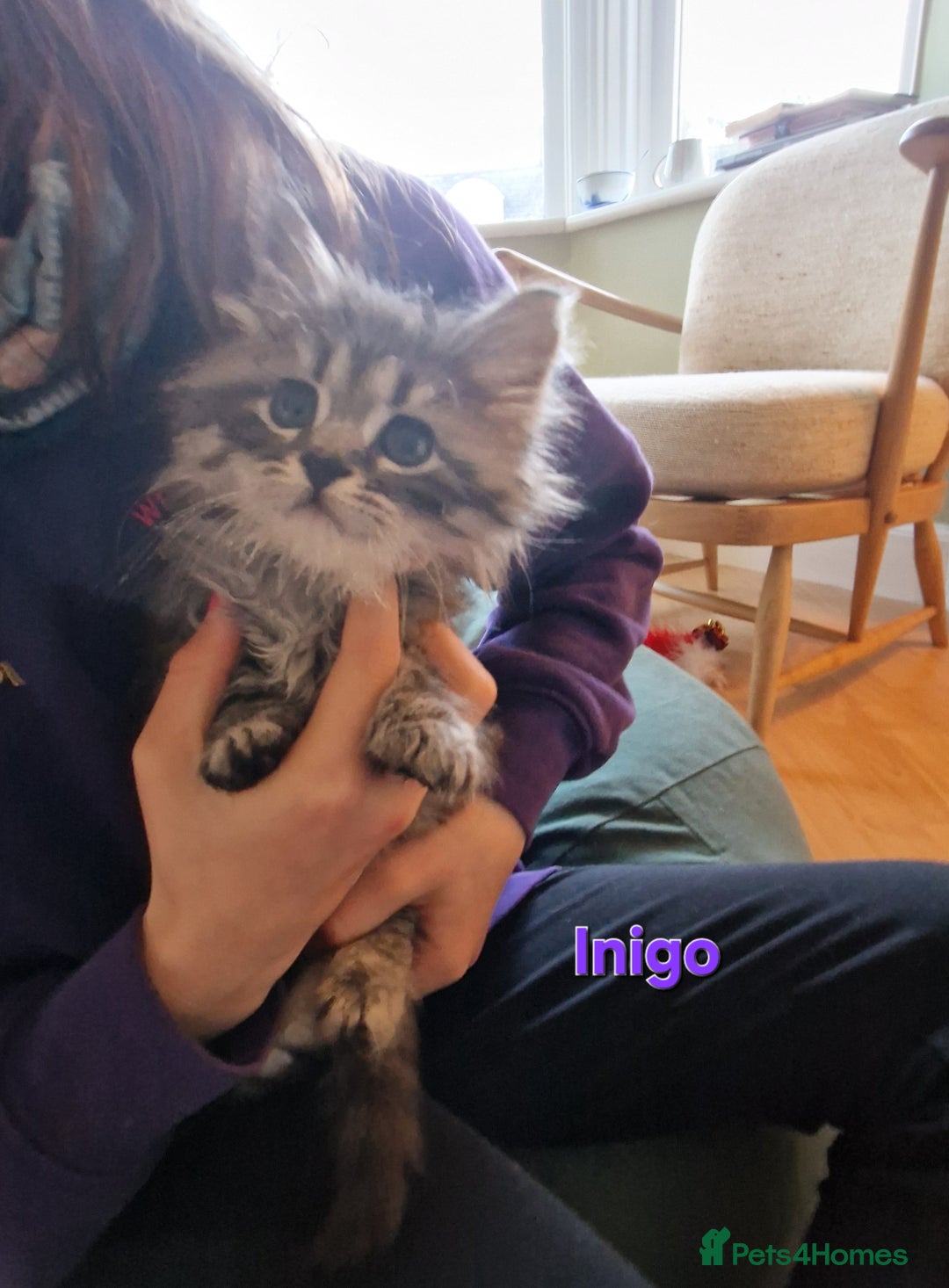 Siberian cats for sale: Siberian kittens GCCF registered, champion lines - Image 4