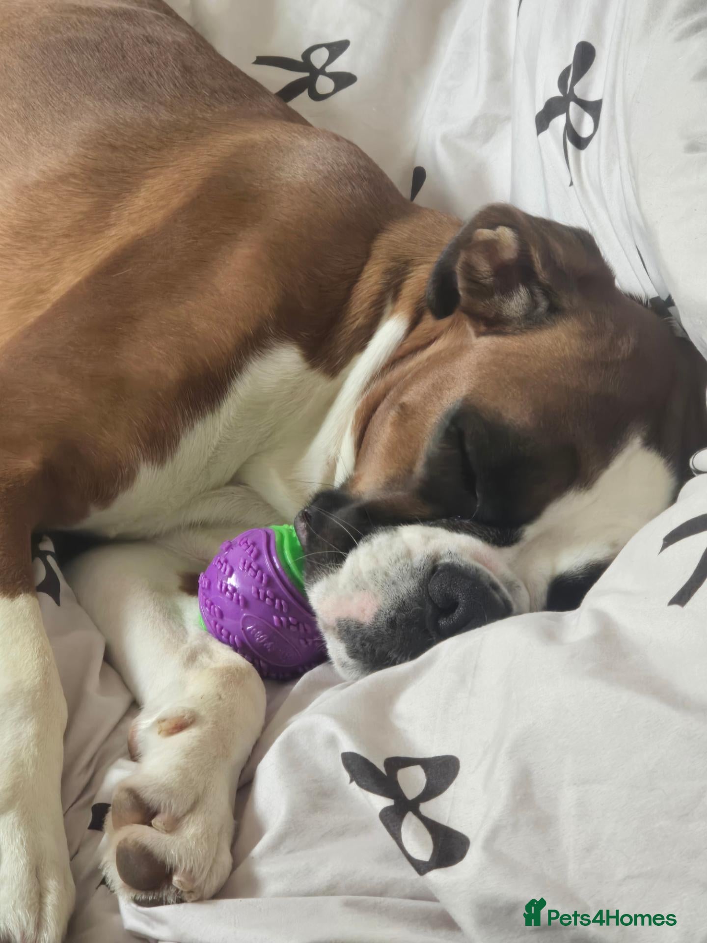 Boxer dogs for sale: KC registered boxer bitch - Advert 9