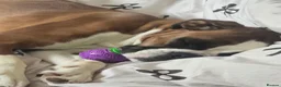 Boxer dogs for sale: KC registered boxer bitch - Advert 1