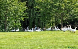 Ducks poultry for sale: All Unwanted poultry taken (REHOME) - Image 2