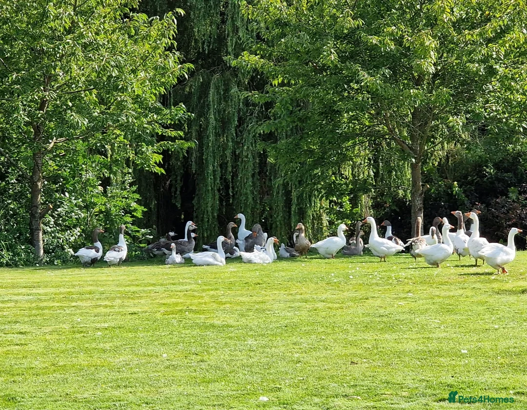 Ducks poultry for sale: All Unwanted poultry taken (REHOME) - Advert 2