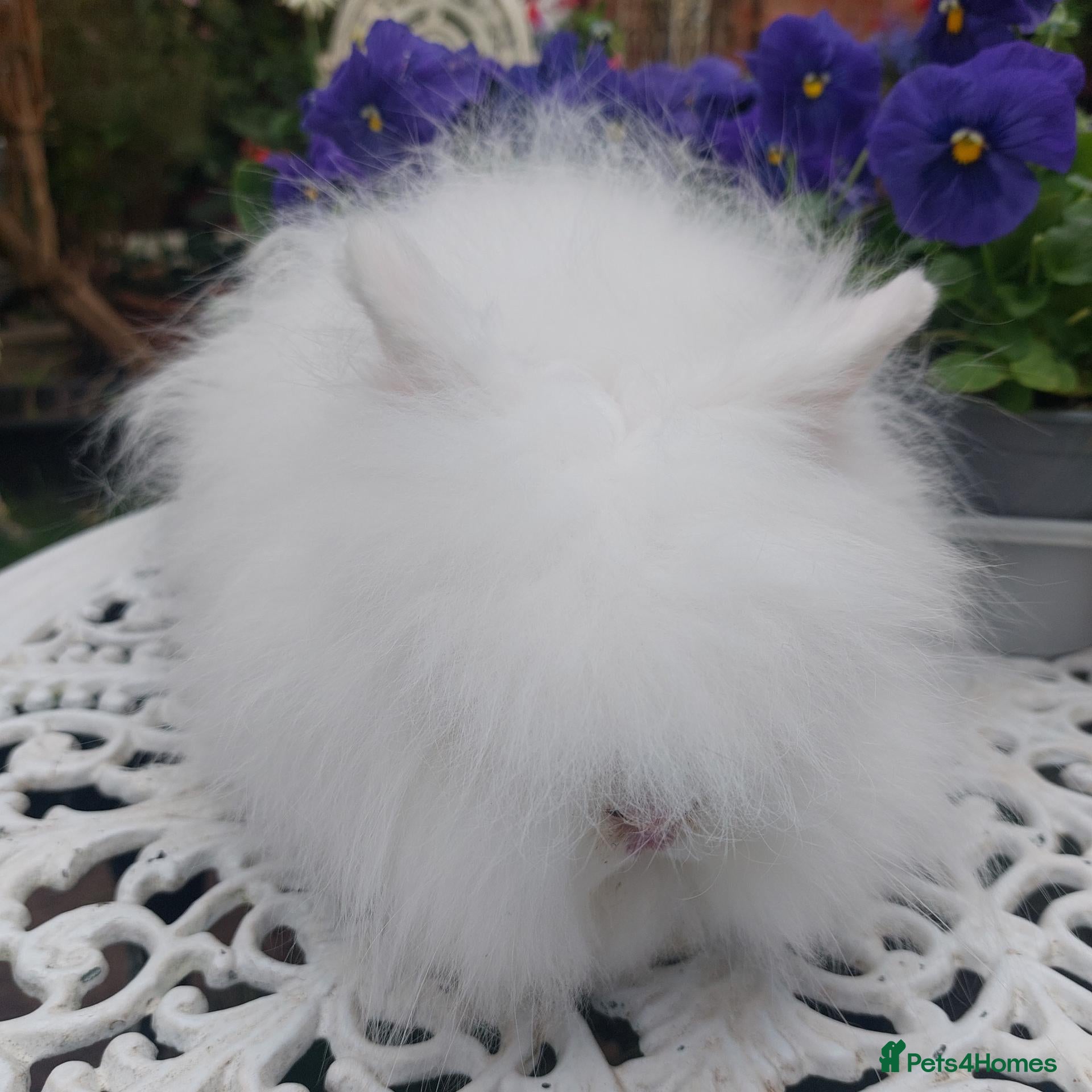 Angora rabbits ANGORA X DOUBLE LION HEAD BABIES  - Advert 2
