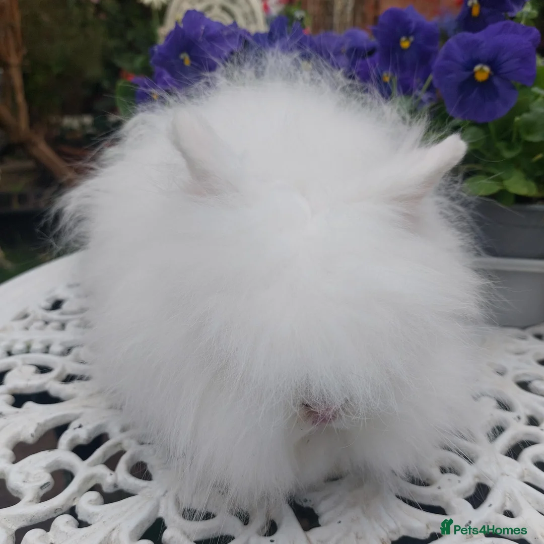 Angora rabbits for sale: ANGORA X DOUBLE LION HEAD BABIES  - Advert 2