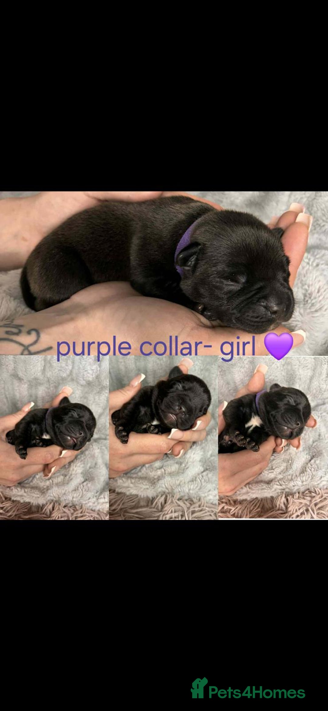 Staffordshire Bull Terrier dogs for sale: blue / black staffordshire bull terrier KC Pups - Advert 7