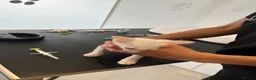Siamese cats for sale: 🐾 Gorgeous Siamese Kittens 🐾 - Advert 10