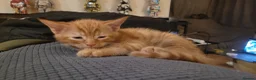 Mixed Breed cats for sale: Five Gorgeous Kittens Available! - Advert 26