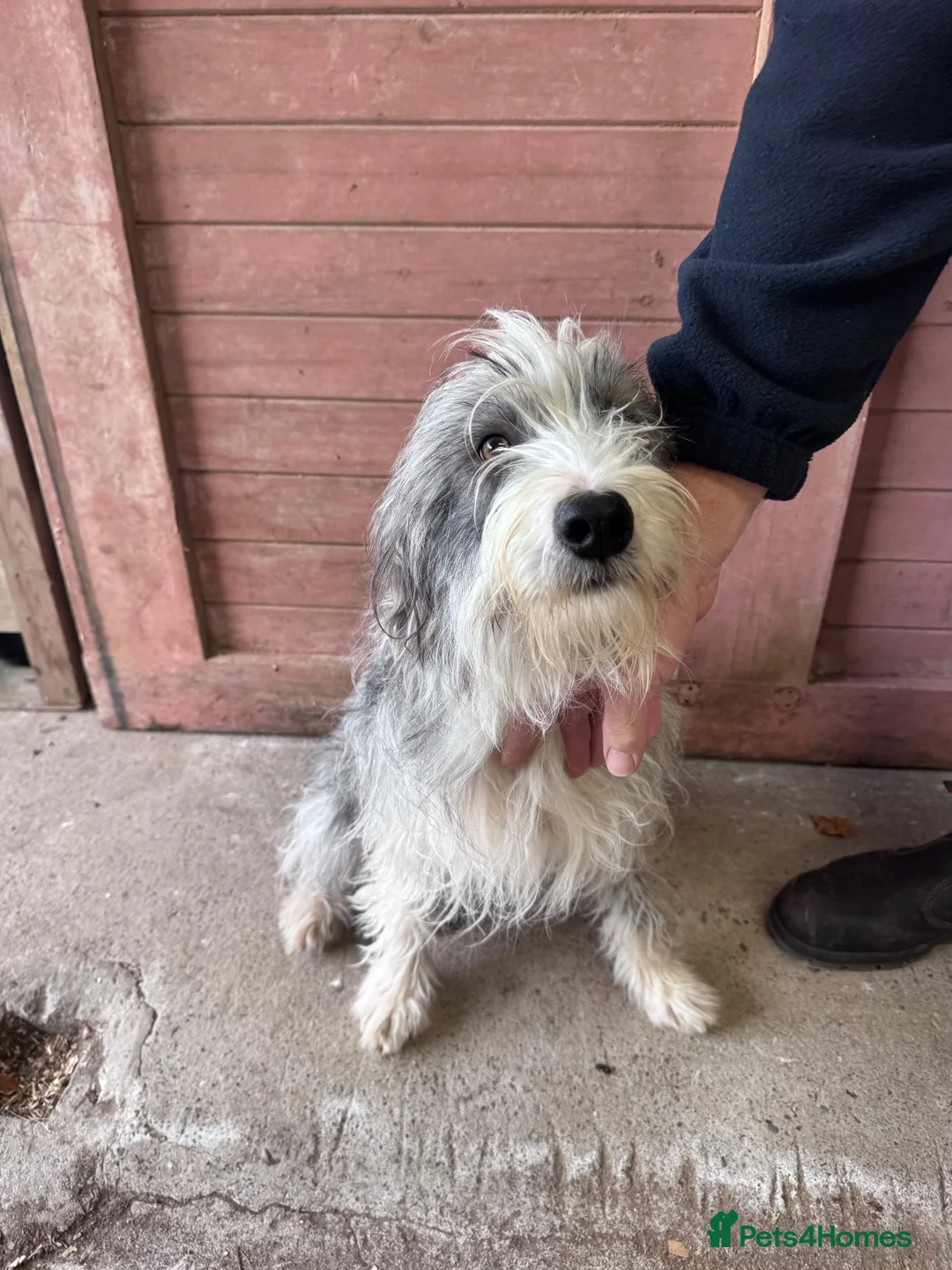 Mixed Breed dogs for sale: Bearded x Border Puppies - Advert 2