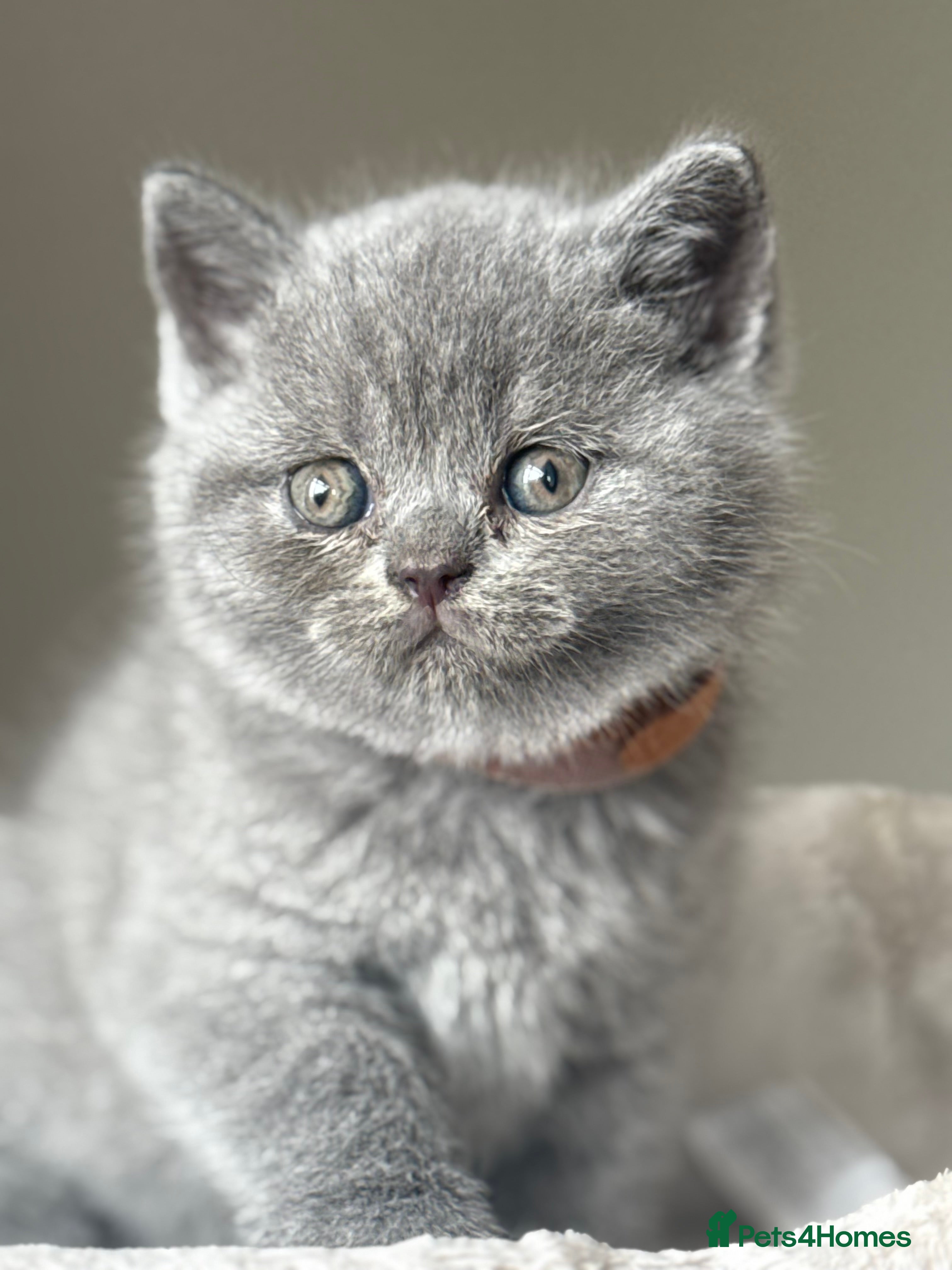 British Shorthair cats British short hair grey / blue kittens  - Advert 2